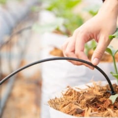 M&atilde;o tocando uma muda de planta em vaso com sistema de irriga&ccedil;&atilde;o por gotejamento.
