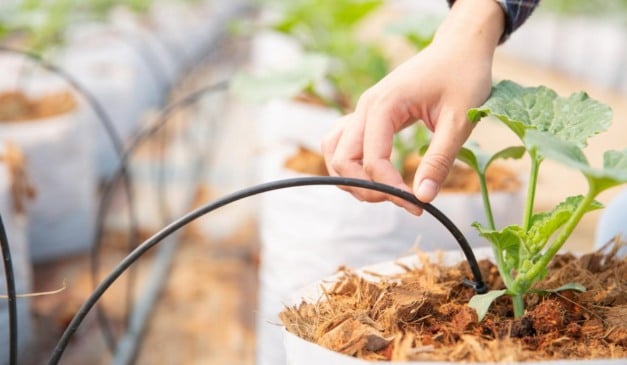 Mão tocando uma muda de planta em vaso com sistema de irrigação por gotejamento.