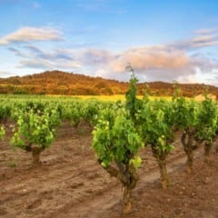 Vinhedo em dia ensolarado, com videiras em fileiras e montanhas ao fundo.