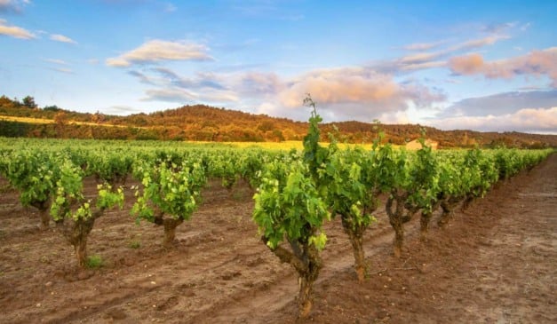Vinhedo em dia ensolarado, com videiras em fileiras e montanhas ao fundo.